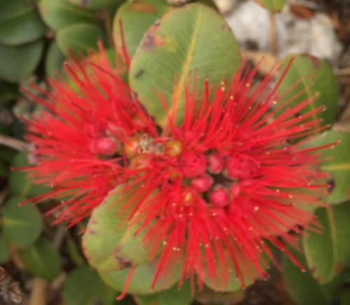 Tahitian pohutukawa 100 - tahitian, semi