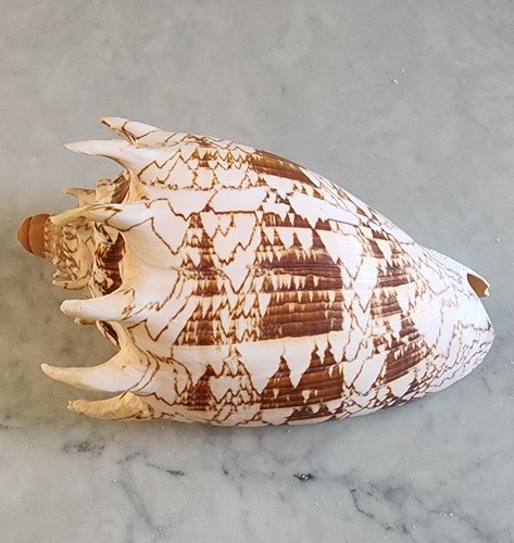 Cymbiola aulica imperialis - cymbiola,