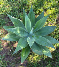 AGAVE ATTENUATA - PIANTA DA