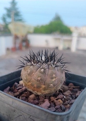 Copiapoa olivana s22 vaso - -,