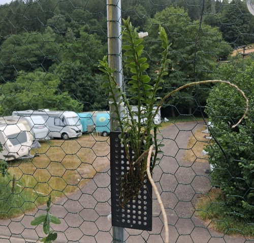 Appendicula hexandra orchidea - appendicula,
