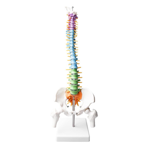 Modello colonna vertebrale - modello, di