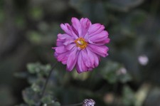 Obiettivo SMC Pentax 67 Macro