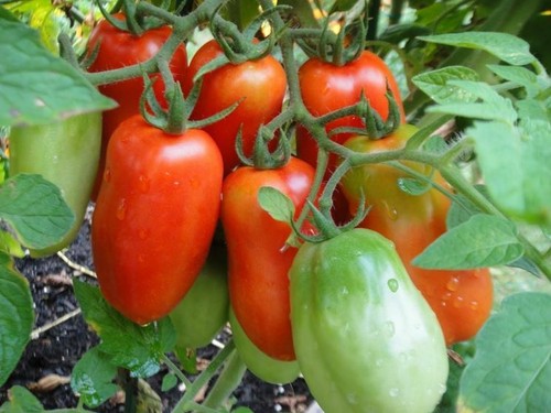 Pomodoro san marzano - san,