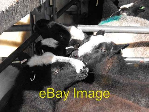 Photo 6x4 zwartbles - 6x4,