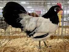 15 UOVA FERTILI DI GALLINA
