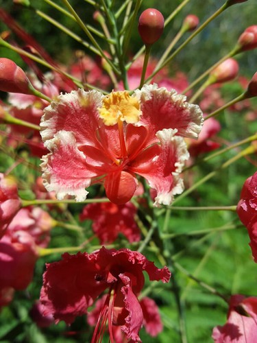 Cesalpinia pulcherrima rosa - cesalpinia,