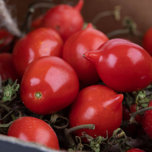 Semi pomodoro piennolo - 50,