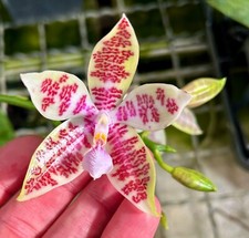 Phalaenopsis Species