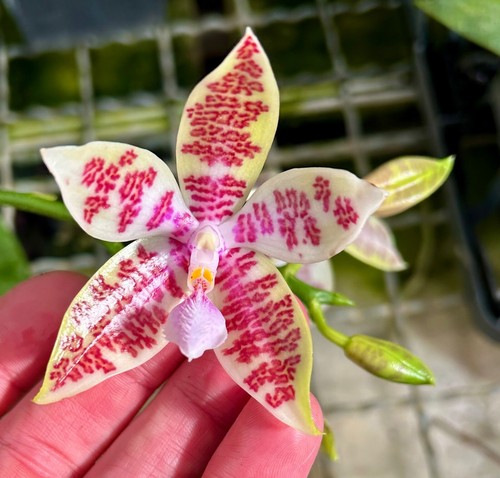 Phalaenopsis species - phalaenopsis,