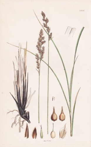 Carex paradoxa segge erbe - carex,