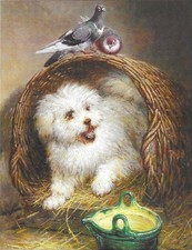 Cartolina Cani Cuccioli Museo