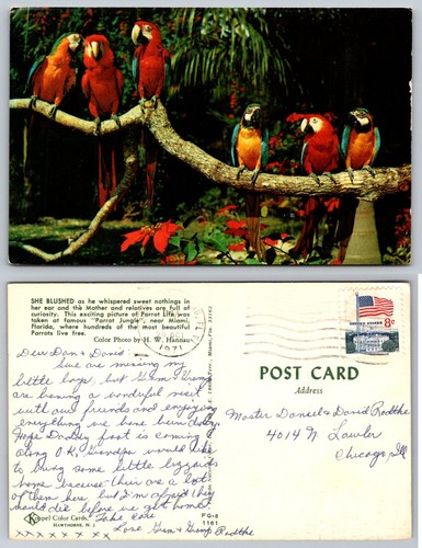 Cartolina standard parrot - standard,