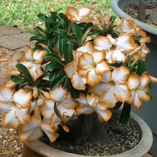 Semi adenium obesum - 5, di
