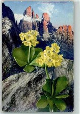 39637398 - Dolomiten Alpen -Aurikel Feldpost Alpenflora Drei Zinnen WK I