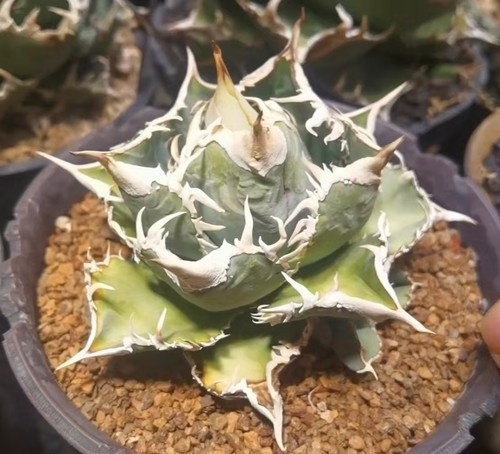 Rara pianta cactus agave - rara,