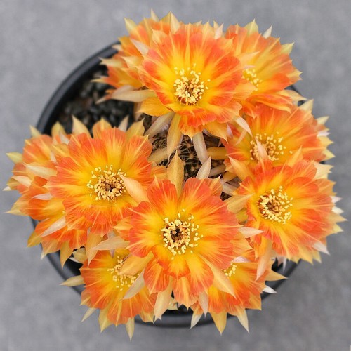 Piante succulente giallo
