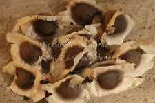 ALBERO DELLA VITA - MORINGA OLEIFERA, 10 SEMI SELEZIONATI