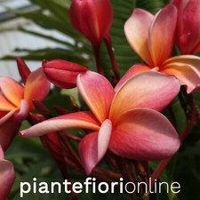 Plumeria donald angus cutting - plumeria,