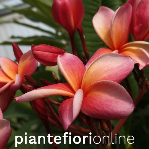Plumeria donald angus - donald, cutting