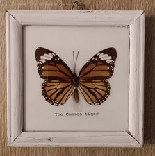 ANTICO QUADRO FARFALLA