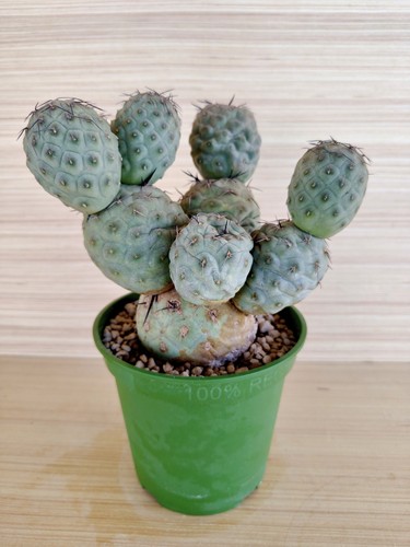 Tephrocactus geometricus h19 - tephrocactus,