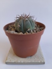 Echinocactus horizonthalonius - Larghezza 4,5 cm - vaso/pot 10cm ??