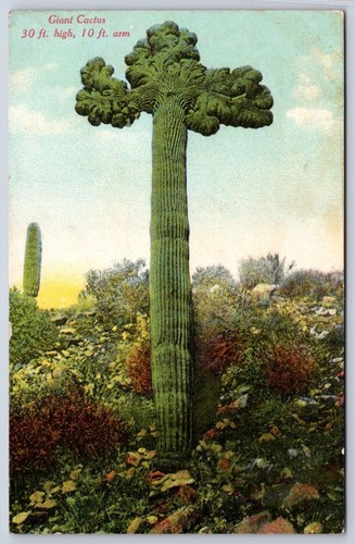 Cactus gigante saguaro - cactus,