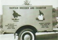 Chickens Bantam Breeder and