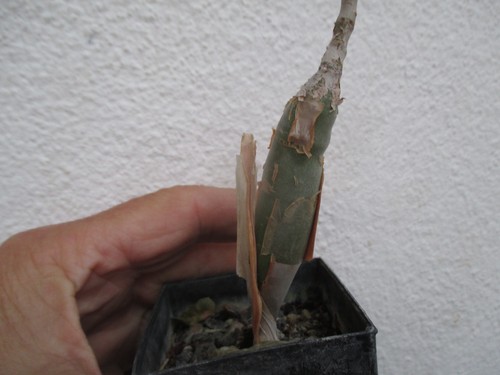 Bursera baddalii rara pianta