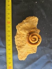 Bellissimo e perfetto fossile
