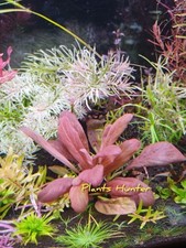 Offerta Pacchetto Piante piante acquario dolce