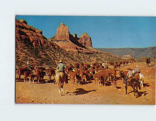 Cartolina cattle drive - cartolina,