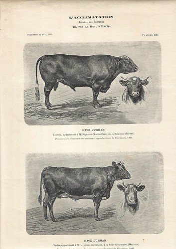 Stampa antica toro - antica, mucca