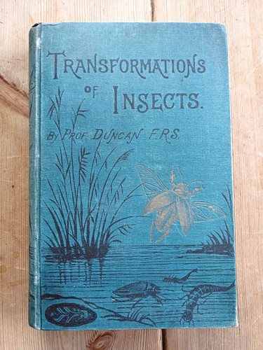 Transformations insects by - transformations,