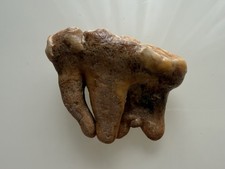 Orso delle caverne - ,, ursus