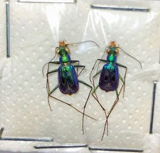 CICINDELA Cylindra