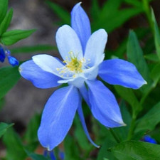 ROCKY MOUNTAIN BLUE COLUMBINE