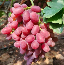 Semi di Uva Rizamat - 100 pz |