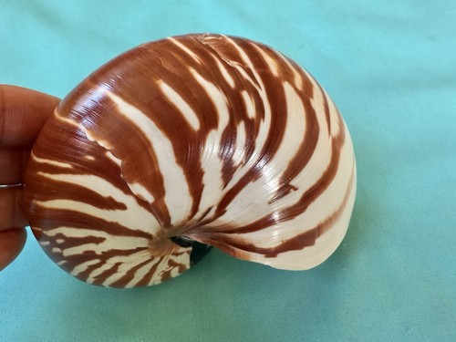 Bellissima conchiglia marina - conchiglia,