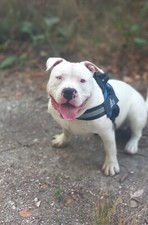 American bully pocket extreme