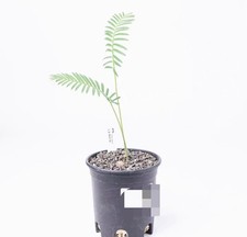 vaso 10,5 cm Dioon edule