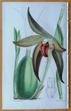 Curtis Stampa Originale