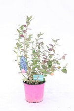 pianta di Mirtillo gigante