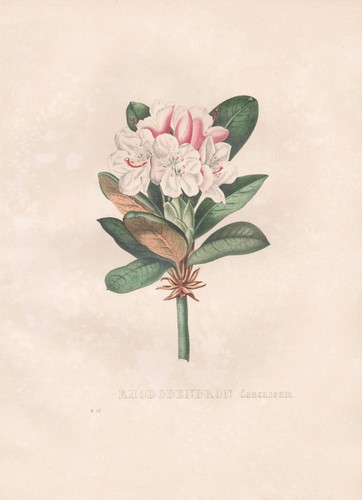 Rododendro caucasico