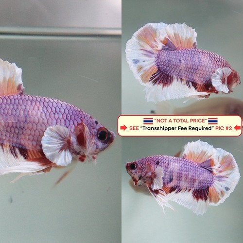 Live betta fish - live, (thailandia)