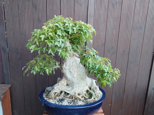 Bonsai acero tre punte - acero, a