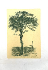 Alberto Ziveri – Albero -