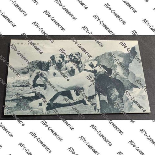 Cartolina cani bernardo - cani,