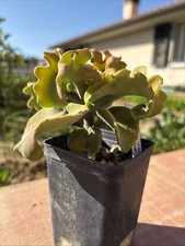 Kalanchoe Beharensis Var Nuda